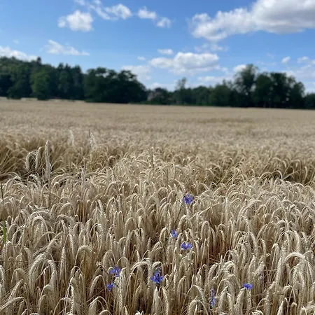 Historische Muehle Am Schloss * Amöneburg