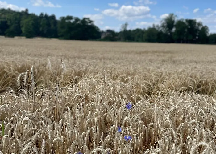 Historische Muehle Am Schloss * Amöneburg